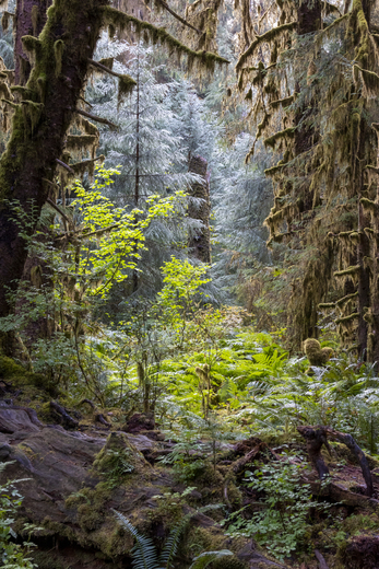 Olympic National Park