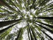 The lungs of the world