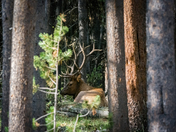 Yellowstone National Park