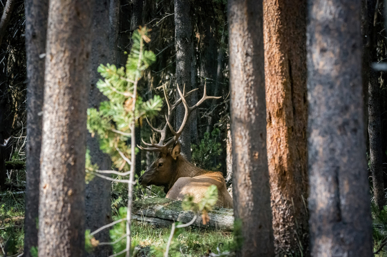 Yellowstone National Park