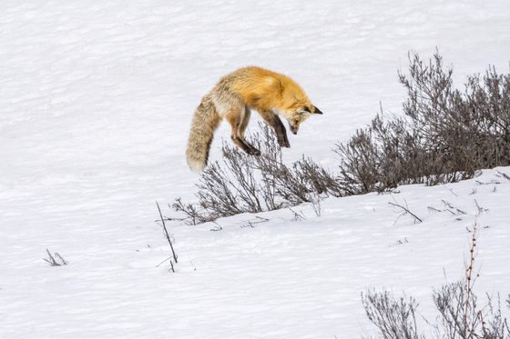 Yellowstone National Park