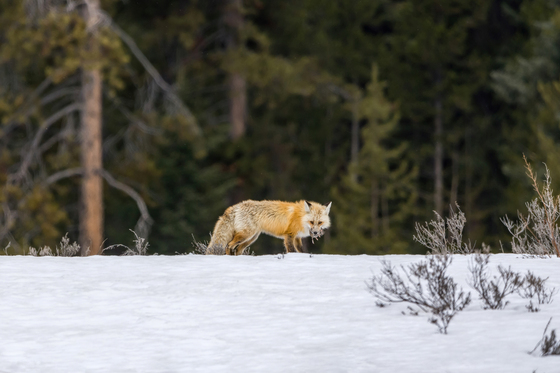 Yellowstone National Park