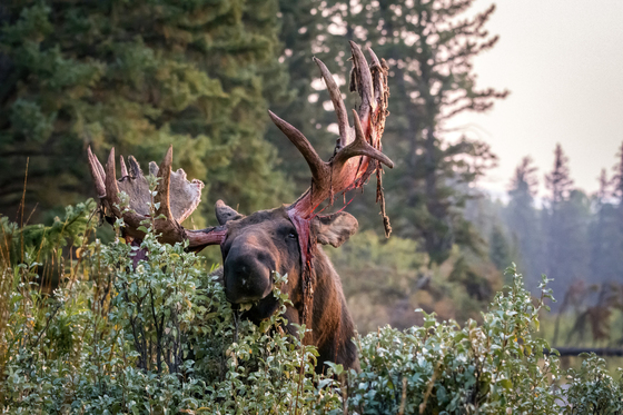 Grand Teton National Park