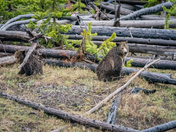 Yellowstone National Park