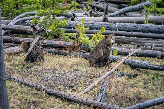 Yellowstone National Park