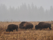 Moody Day at the Bison Enclosure