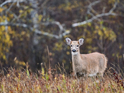 Preparing for Winter