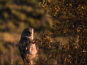 Great Grey Owl