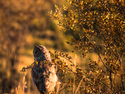 Great Grey Owl