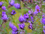 Aster, flower of the Fall.