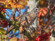 Robin berry