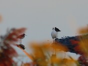 Parker River National Wildlife Refuge