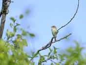 Warbling Vireo