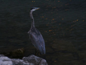 Heron at Night