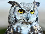 GREAT HORNED OWL