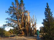 Inyo National Forest