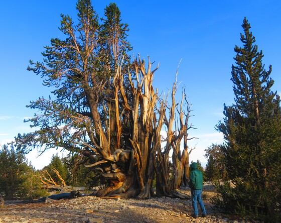 Inyo National Forest