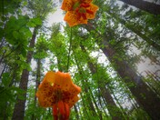 Mt Rainier National Park