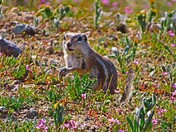 Carrizo Plain National Monument