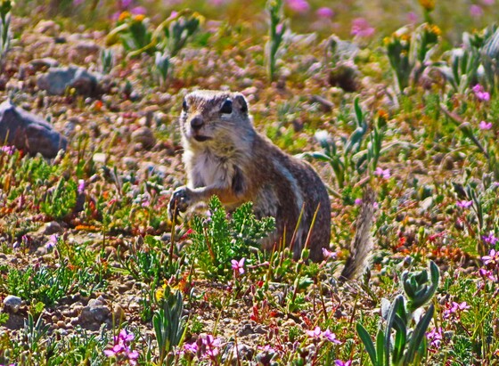 Carrizo Plain National Monument