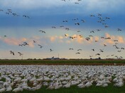Sonny Bono National Wildlife Refuge
