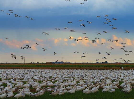 Sonny Bono National Wildlife Refuge