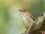 Hermit thrush 