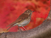 Hermit thrush 2