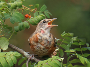American robin