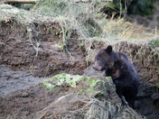 Grizzly bear cub playing around a mud bank in Khutze River