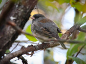 Junco