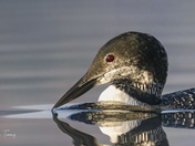 Molting loon