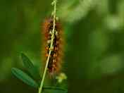 Moth Caterpillar