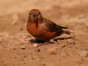 Red crossbill