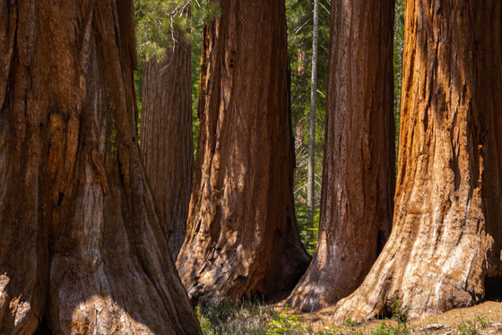 Yosemite National Park
