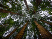Redwood National Park