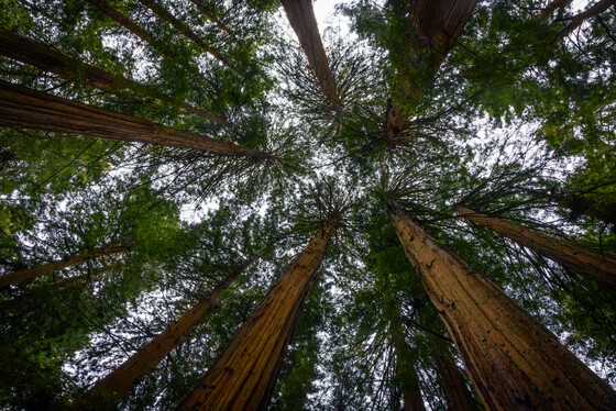 Redwood National Park