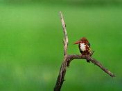 White Throated Kingfisher