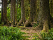 Olympic National Park
