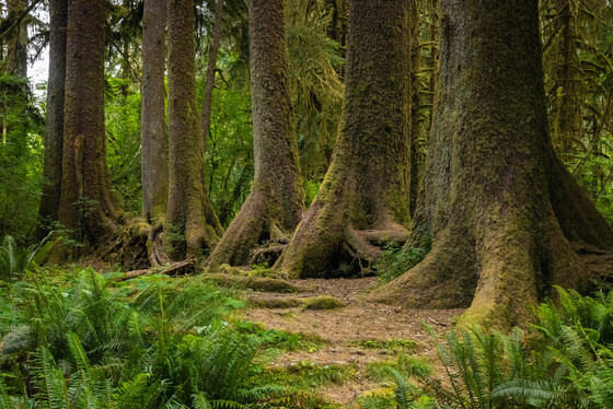 Olympic National Park