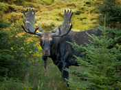 Big Bull Moose