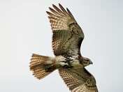 Immature Red-tailed Hawk