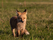 Red Fox Kit