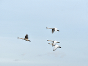 October Swans In Flight
