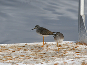 Lesser Yellowlegs Resting