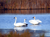 October Swans