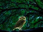 Spotted Owlet