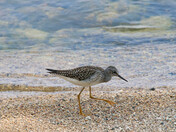 Birding