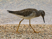 Shore Bird