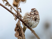 Song Sparrow